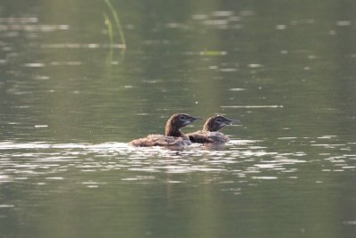 Common Loon juveniles