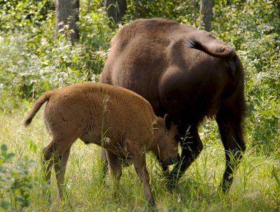 Wood bison female and calf