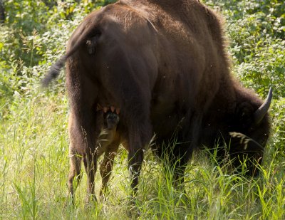 Wood bison female with determined nursing calf