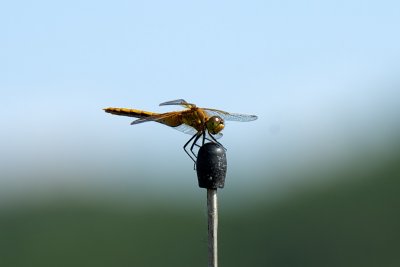 Black Meadowhawk dragonfly