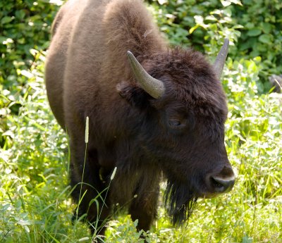 Wood bison female