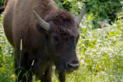 Wood bison female