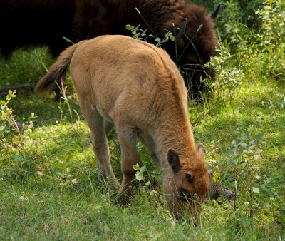 Wood bison calf