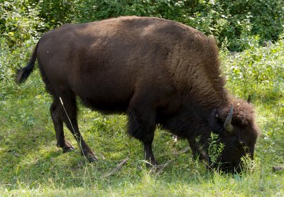 Wood bison female