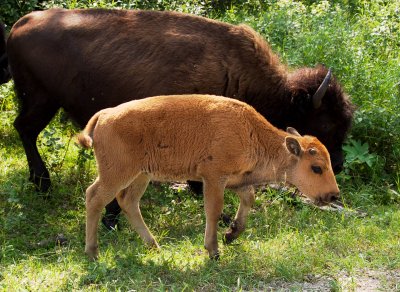 Wood bison calf