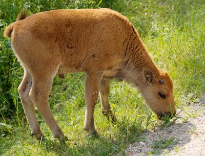 Wood bison calf