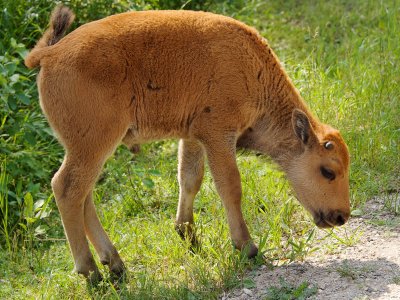 Wood bison calf