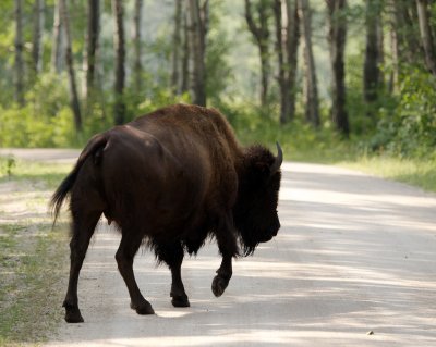 Wood bison female