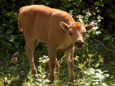 Wood bison calf