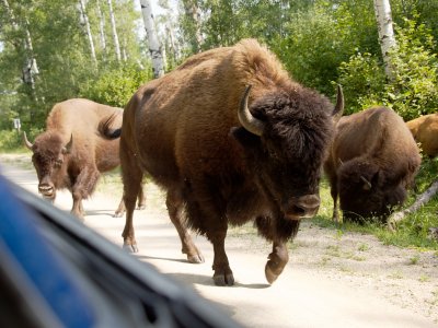Wood bison male appears from the woods