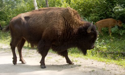 Wood bison male