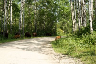 wood bison habitat