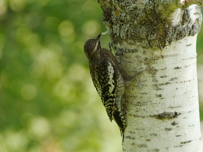 Yellow-Bellied Sapsucker juvenile