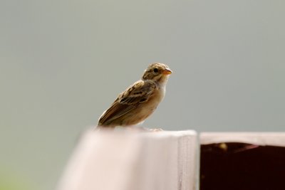 Clay-Colored Sparrow