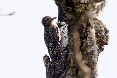 Yellow-Bellied Sapsucker juvenile