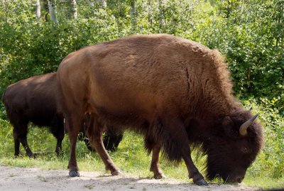 Wood bison female