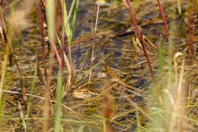 Leopard frog in a grassy puddle