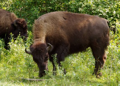 Wood bison female