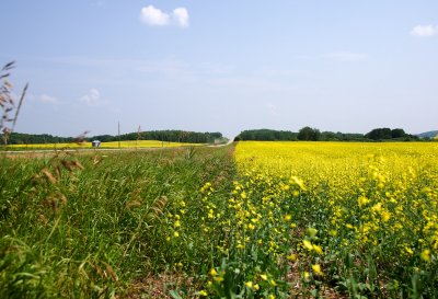 Canola field