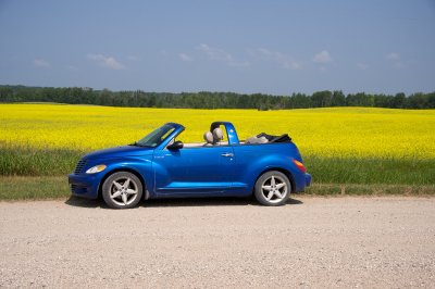 Canola field