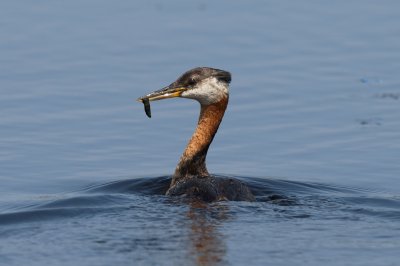 Red-Necked Grebe adult