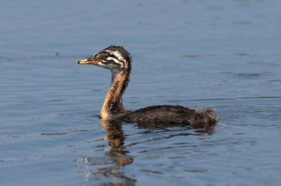 Red-Necked Grebe juvenile