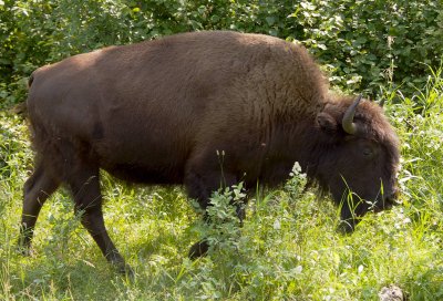 Wood bison female