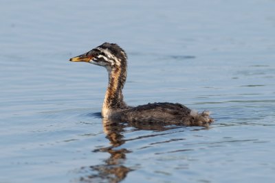 Red-Necked Grebe juvenile