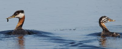 Red-Necked Grebe adult and juvenile