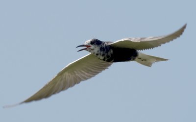 Black Tern in flight