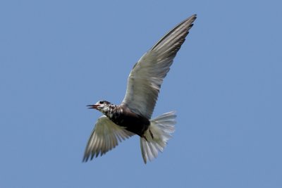 Black Tern in flight