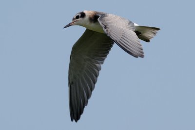 Black Tern juvenile in flight