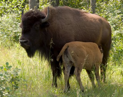 Wood bison female and calf