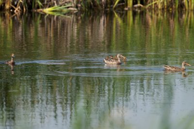Northern Shoveler females with Lesser Scaup ducklings