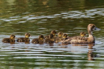 Lesser Scaup female and ducklings