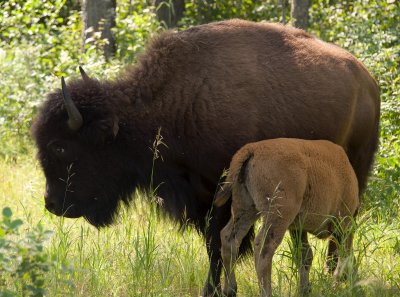 Wood bison female and calf