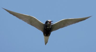 Black Tern in flight