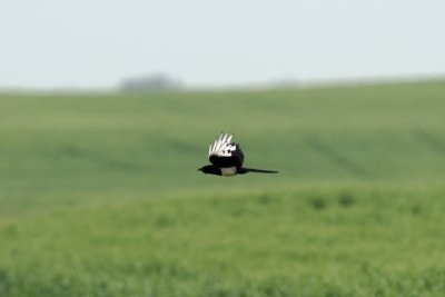 Black-Billed Magpie in flight