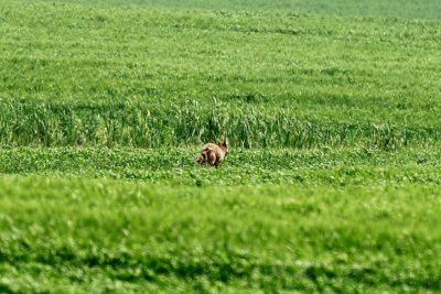 Coyote in a distant field
