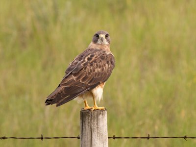 Swainson's Hawk