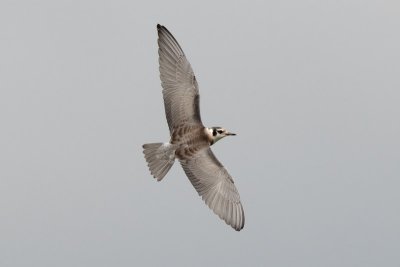 Black Tern juvenile