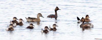 Eared Grebes, Ruddy Duck family and a mystery duck