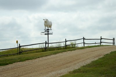 A Cattle Family