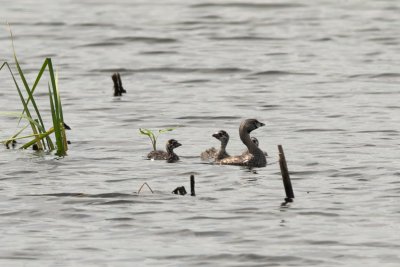 Pied-Billed Grebe family:  adult and young juveniles