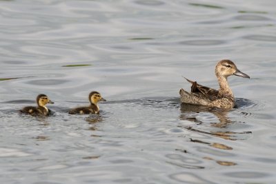 Mystery duck and ducklings