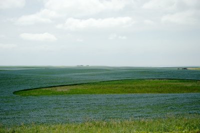 Flax field southwest of Moose Jaw