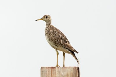 Upland Sandpiper south of Moose Jaw
