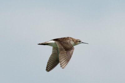 Wilson's Phalarope in flight