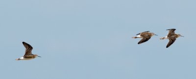 Wilson's Phalaropes in flight