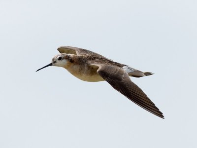 Wilson's Phalarope in flight